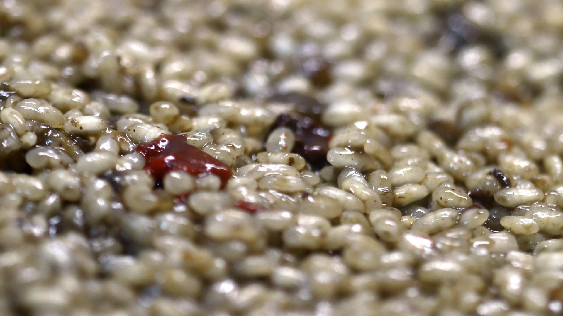 Gros plan sur des grains de riz bomba cuits, parfaits pour préparer une paella espagnole authentique.