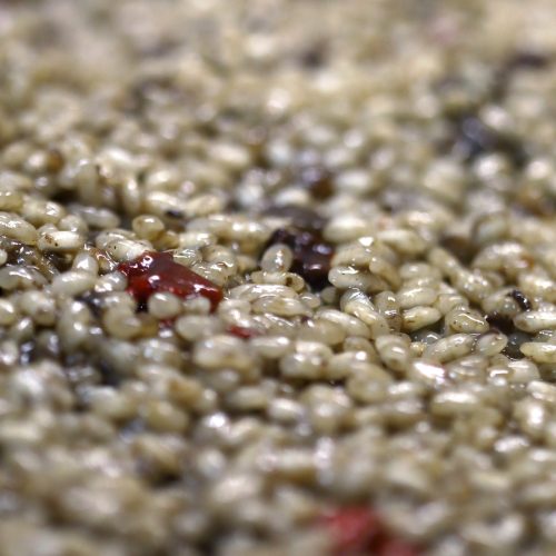 Gros plan sur des grains de riz bomba cuits, parfaits pour préparer une paella espagnole authentique.