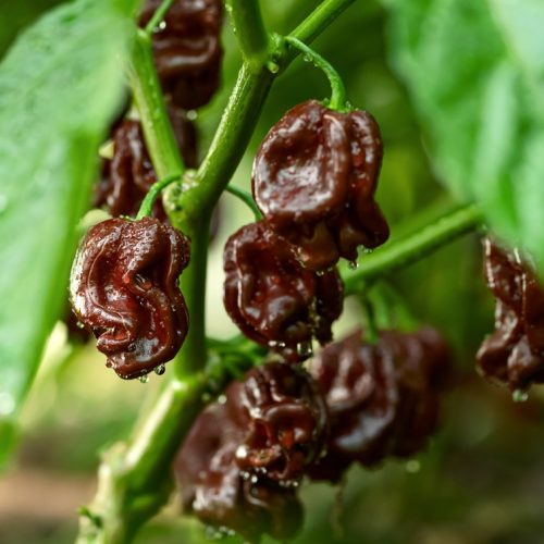Piments bio utilisés pour les sauces piquantes espagnoles artisanales.