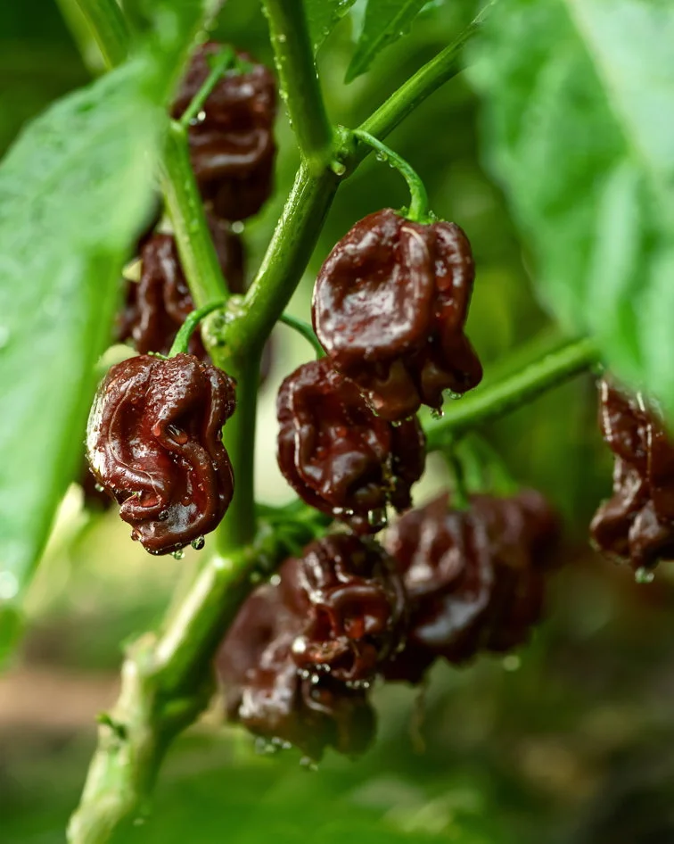 Piments bio utilisés pour les sauces piquantes espagnoles artisanales.