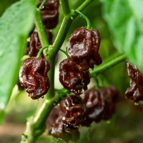 Gousses de piment chipotle mûres sur la plante