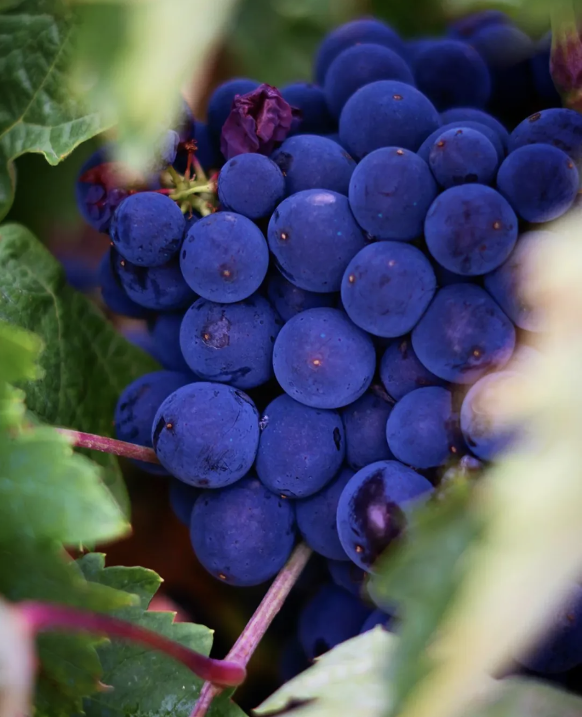 Raisins rouges mûrs sur pied dans les vignes de Rioja Alavesa