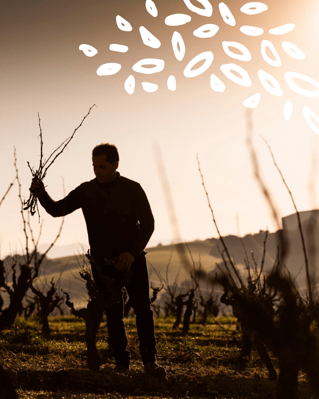 Vigneron récoltant manuellement des ceps dans les vignes catalanes au lever du soleil.