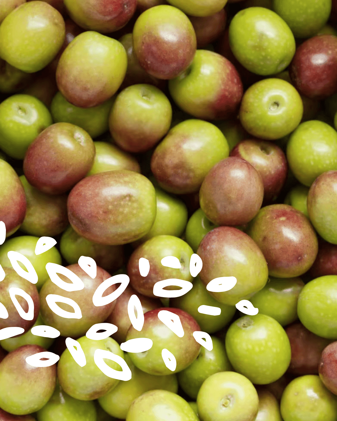 Olives vertes et violettes récoltées à maturité pour huile d’olive vierge extra