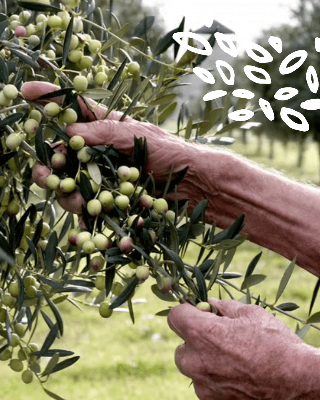 Récolte manuelle des olives sur l’arbre en Espagne
