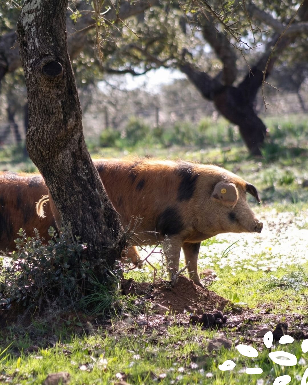 Porc ibérique dans la dehesa en Andalousie