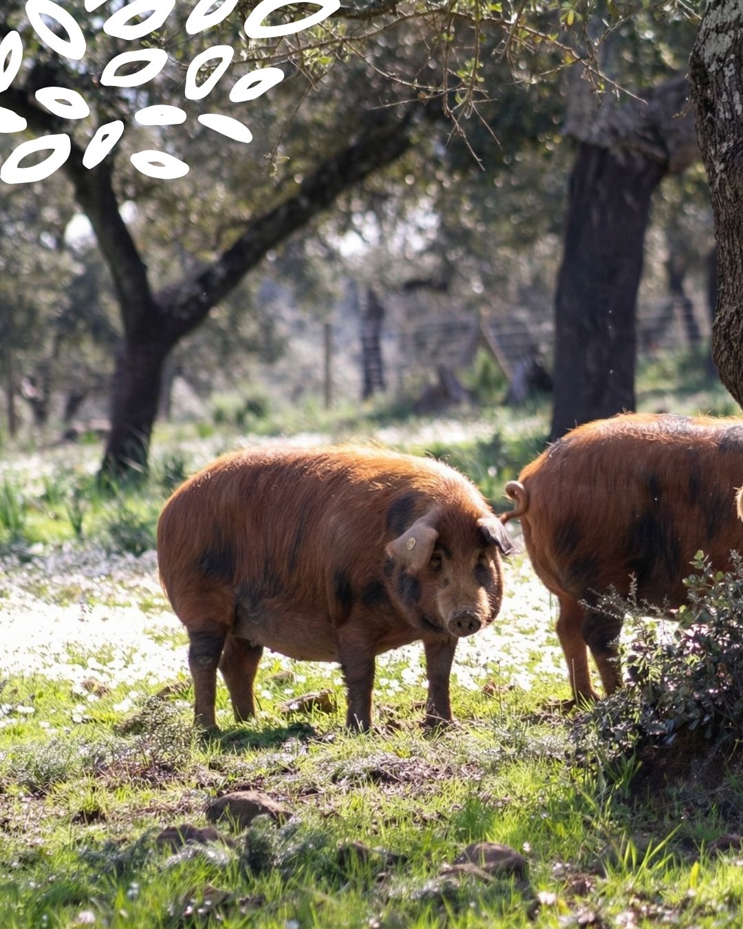 Porcs ibériques élevés en liberté dans la dehesa sous les chênes