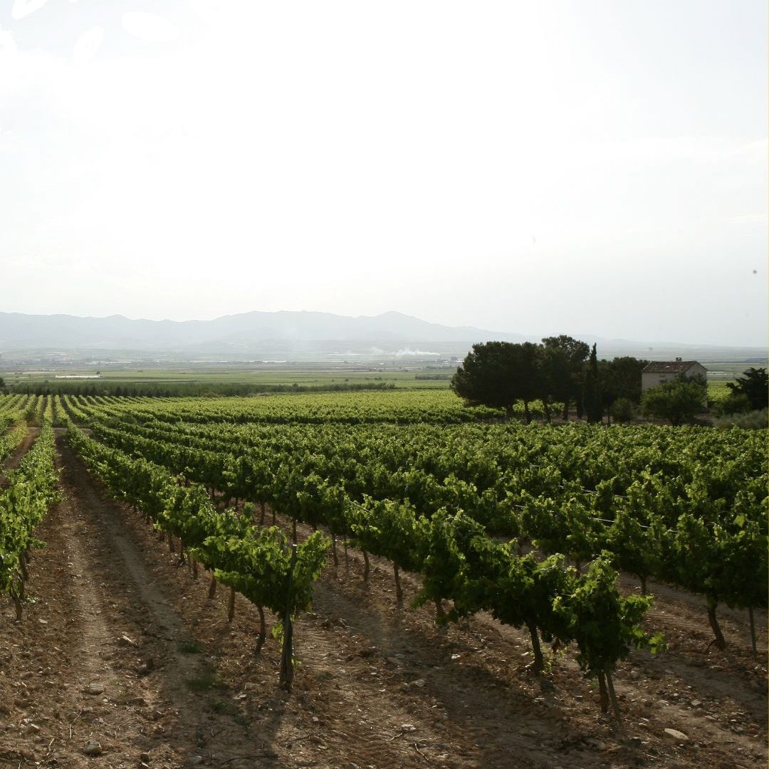 vignoble Cariñena Aragon altitude sols calcaires