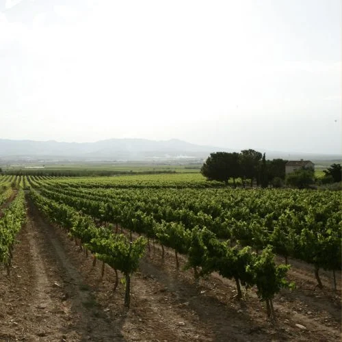 vignoble Cariñena Aragon altitude sols calcaires