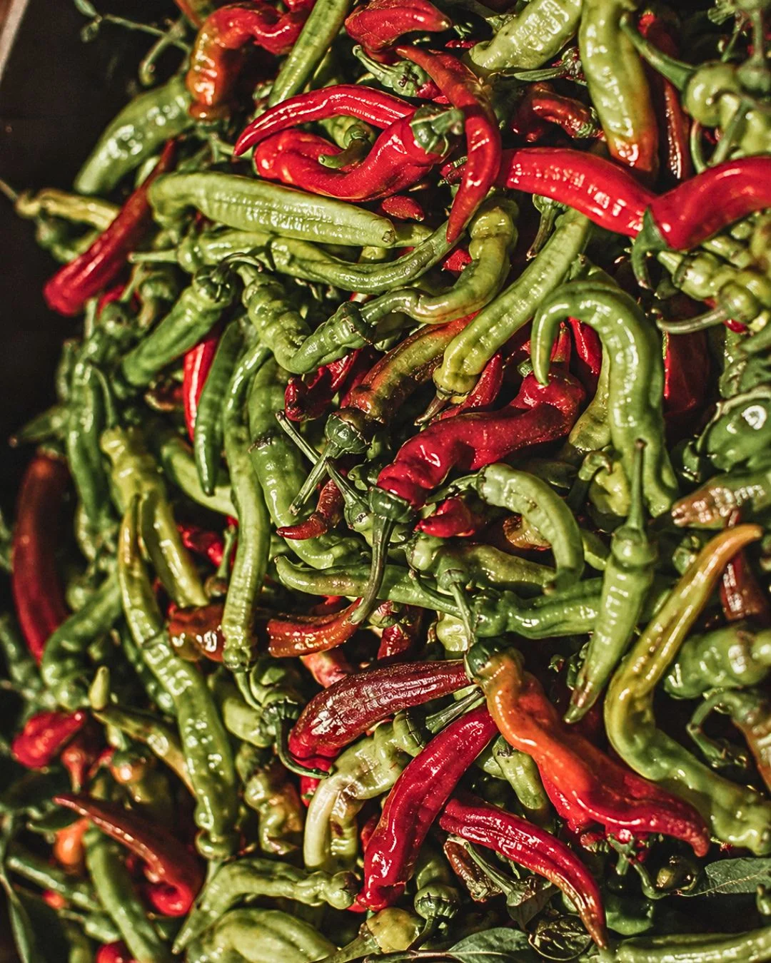 Gros plan sur des piments verts et rouges d'Ibarra fraîchement récoltés, illustrant leur forme fine et allongée.