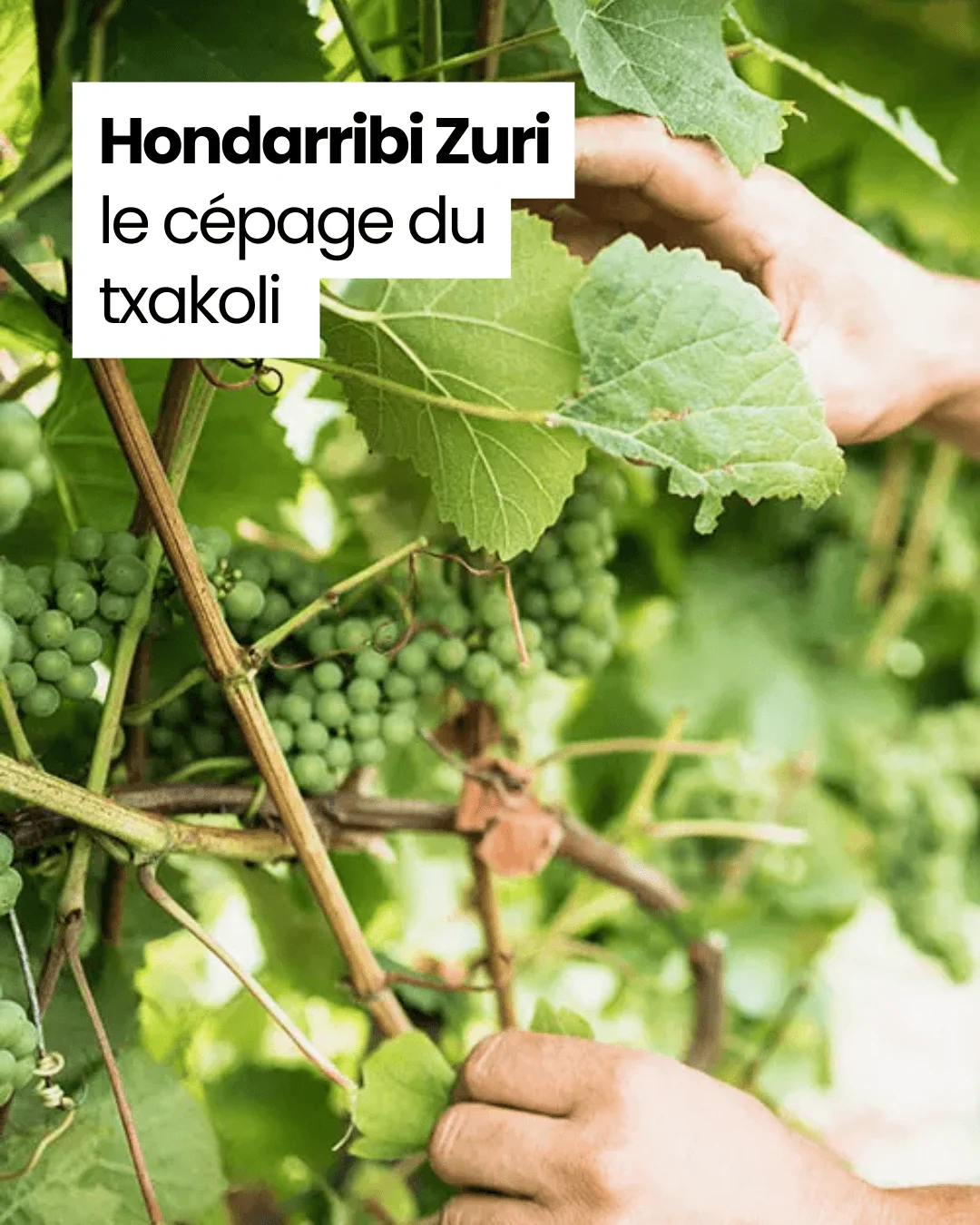 Grappes de Hondarrabi Zuri sur pied dans le vignoble d'Artomaña Txakolina, au Pays basque espagnol.