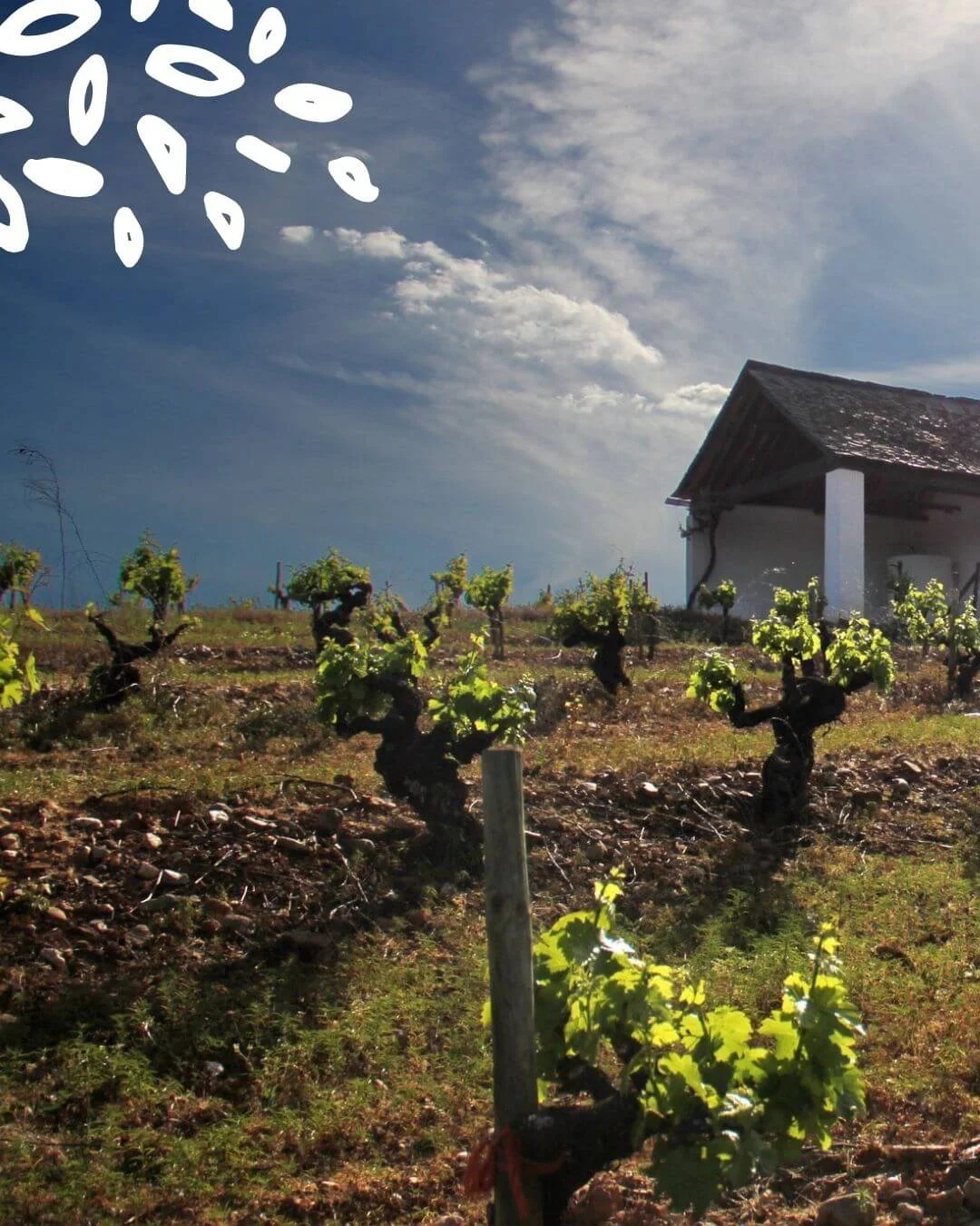 Rangs de vieilles vignes en gobelet dans le Bierzo, bâtiment de la bodega en arrière-plan sous un ciel dégagé