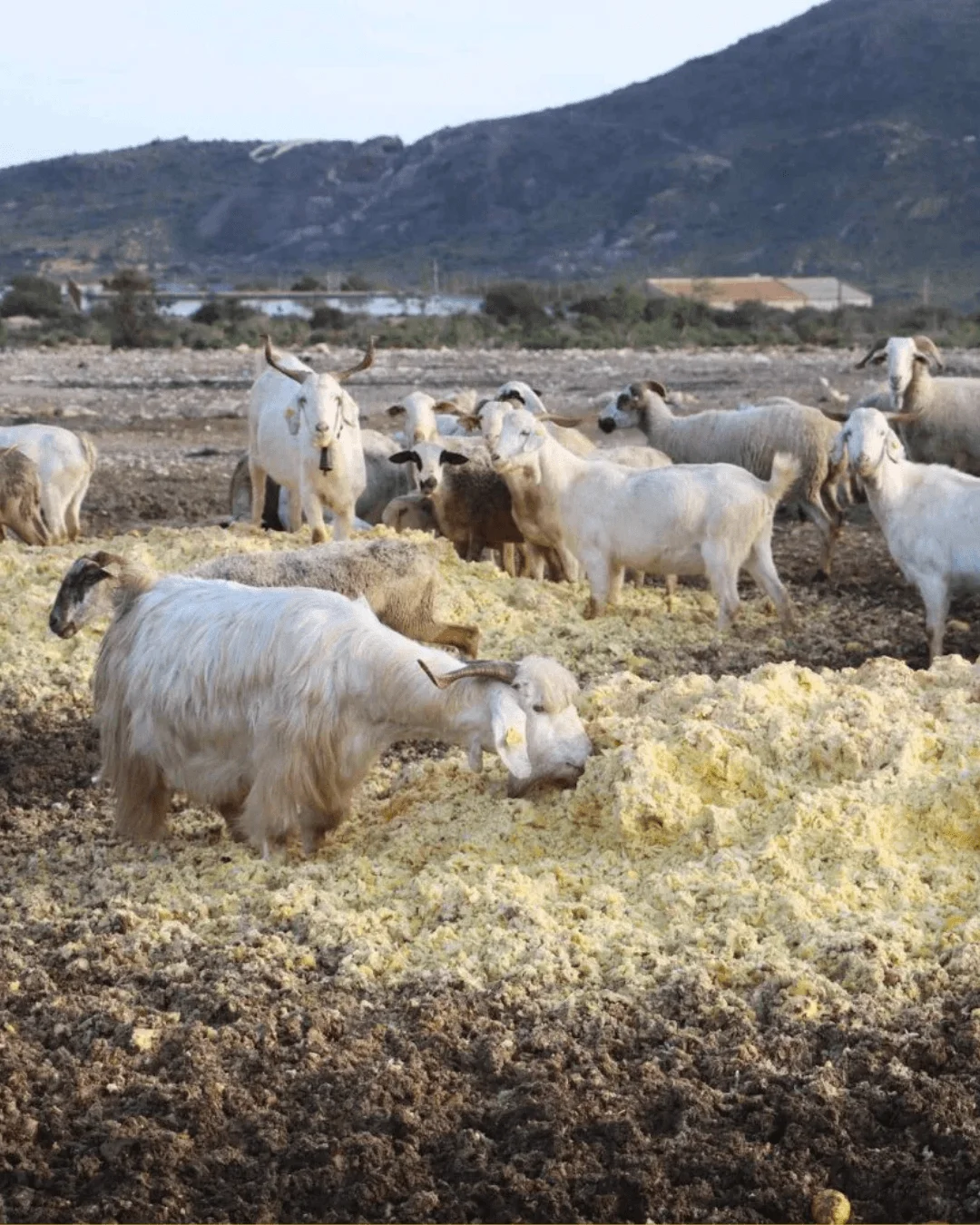 Troupeau de chèvres et de brebis en plein air sur un sol sec, au pied d'une colline, avec une chèvre à longues cornes au premier plan
